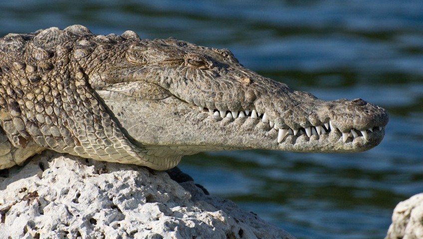 Alligator sitting on a rock, invasive species can be combated with garages.