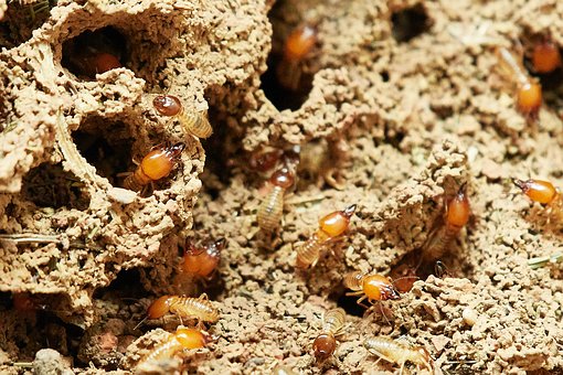 termites no match carport tenacity in protection