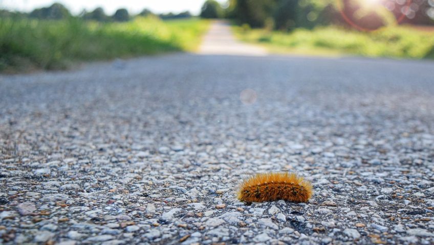 Can woolly worms predict winter?